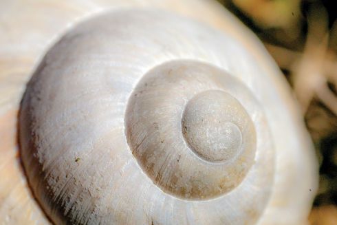 Entwicklung der inneren Sinne